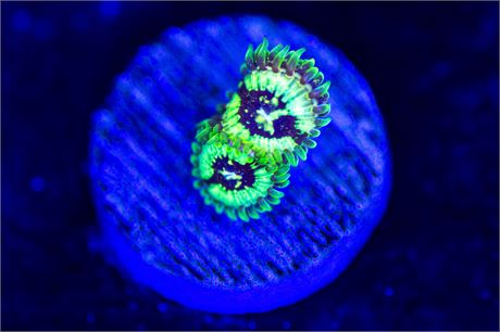 RFU Riddler Zoanthids - WYSIWYG