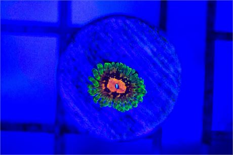 Malvin and Martian Zoanthids - WYSIWYG