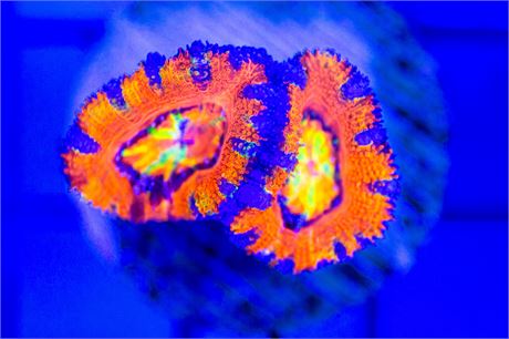 Aussie Rainbow Acan - WYSIWYG