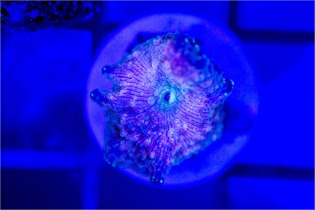 Pink Discosoma Mushroom - WYSIWYG