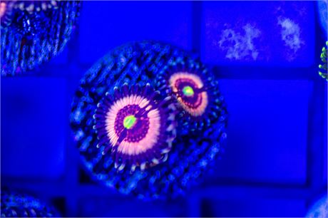 Gobstopper Zoanthids - WYSIWYG