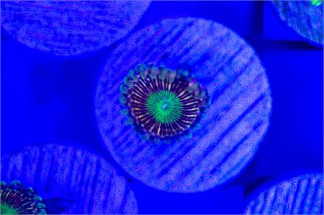 RFU Reverse Oscillator Zoanthids - WYSIWYG