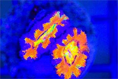 Aussie Rainbow Acan - WYSIWYG