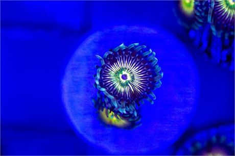 RFU Oscillator Zoanthids - WYSIWYG