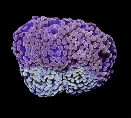 WYSIWYG Mixed Hammer Colony 3.5"