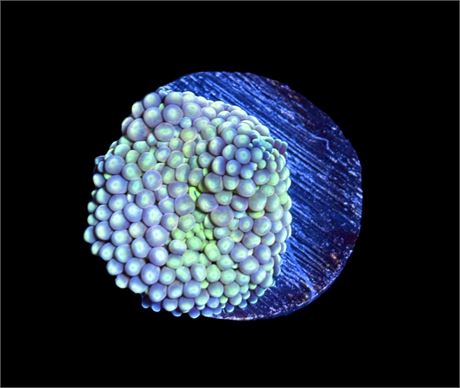 WYSIWYG Green Florida Ricordea Mushroom Coral 1"