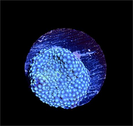 WYSIWYG Blue Florida Ricordea Mushroom Coral 1"
