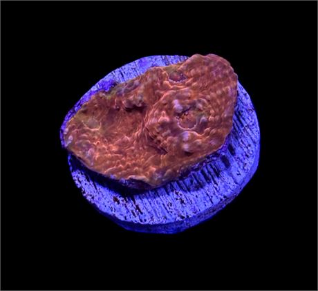 WYSIWYG Blood Red Chalice Coral 1"