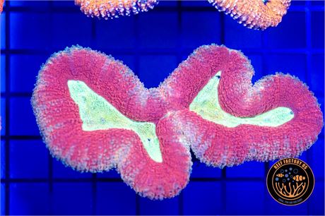 Aussie Ultra Lobophyllia - WYSIWYG