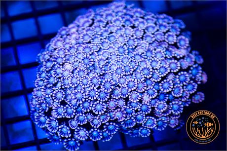 Blue Eye Pink Alveopora Colony - WYSIWYG