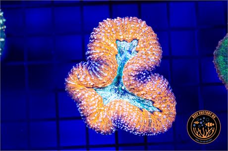 Aussie Orange Chameleon Lobophyllia - WYSIWYG