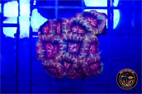 Malaysian Stargazer Acan - WYSIWYG
