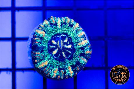 Ultra Green Button Scoly - WYSIWYG