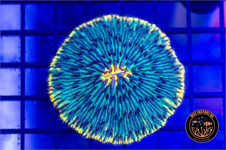 Ultra Plate Coral - WYSIWYG