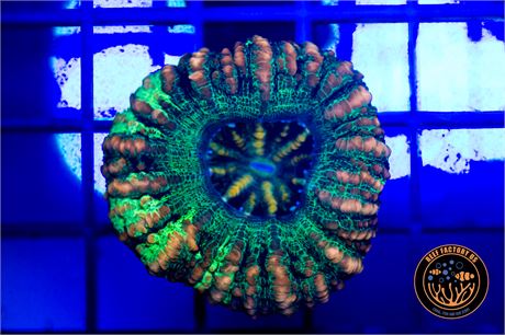 Ultra Green Button Scoly - WYSIWYG