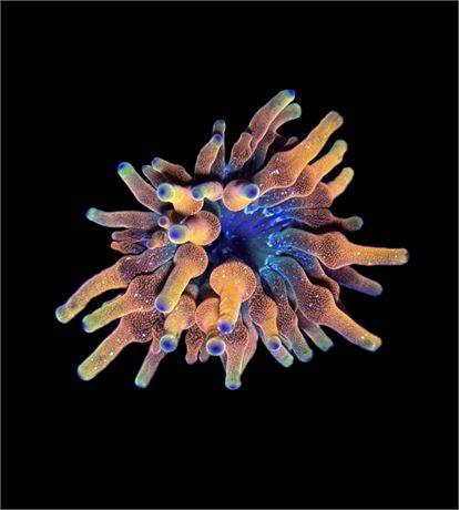 WYSIWYG Arizona Sunset Bubble Tip Anemone 2.5"