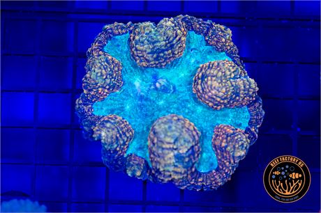 Rainbow Symphyllia - WYSIWYG