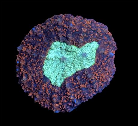 WYSIWYG Ultra Rainbow Symphyllia Coral 3"