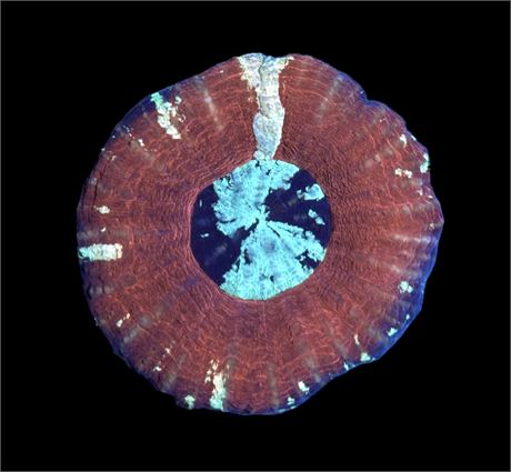 WYSIWYG XL Ultra Scolymia Coral 3.5"