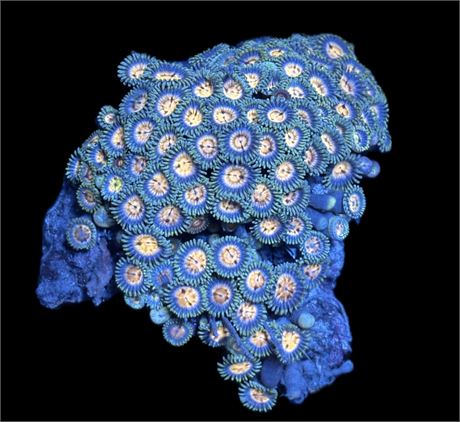 WYSIWYG Daisy Zoanthid Coral Colony 4"