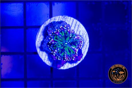 Rainbow Yuma Mushroom - WYSIWYG