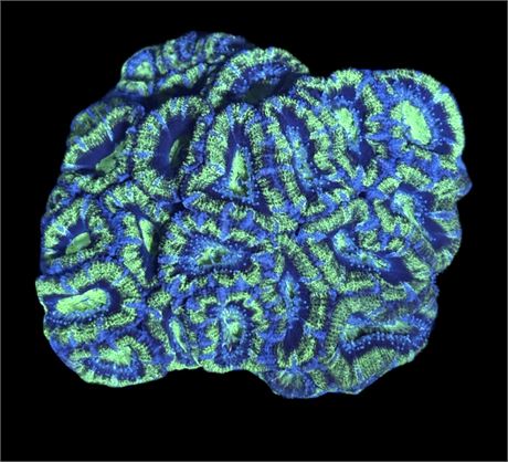 WYSIWYG Hulk Acan Coral Colony 3.5"