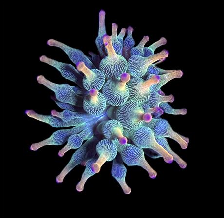 WYSIWYG Holy Grail Bubble Tip Anemone 2.5"