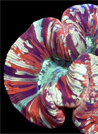 WYSIWYG Ultra Rainbow Trachyphyllia Coral 4" (INSANE!)