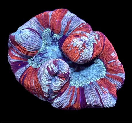 WYSIWYG XL Ultra Rainbow Trachyphyllia Coral 5.5"