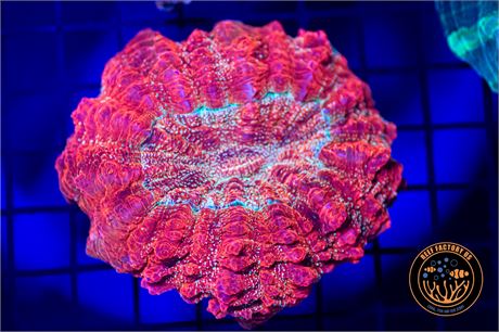 Red Glitter Acanthophyllia Coral - WYSIWYG