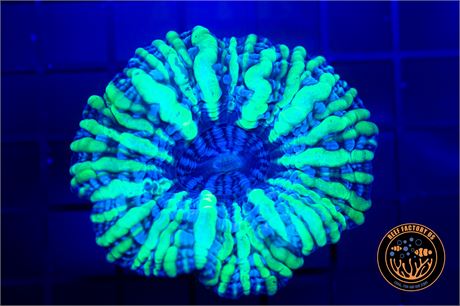 Neon Stripe Indophyllia Coral - WYSIWYG