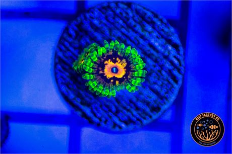 Malvin And Martian Zoanthids - WYSIWYG