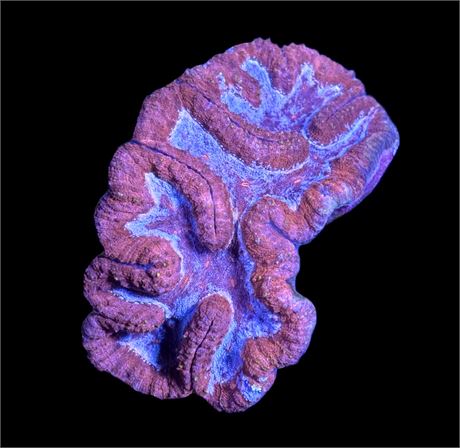 WYSIWYG XL Rainbow Berry Lobophyllia Coral Colony 6"