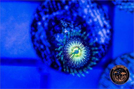 RFU Oscillator Zoanthids - WYSIWYG