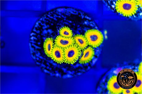 Great Owl Zoanthids - WYSIWYG