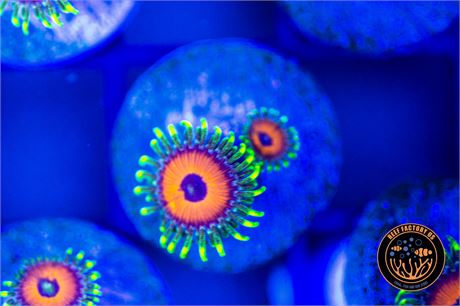 WWC Whammin Watermelon Zoanthids - WYSIWYG