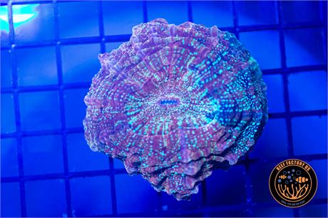 Golden Glitter Acanthophyllia Coral - WYSIWYG