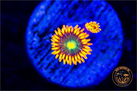 Spit Fire Zoanthids - WYSIWYG