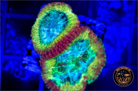 Rainbow Favia - WYSIWYG