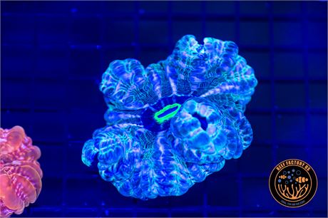 Forest Indophyllia Coral - WYSIWYG