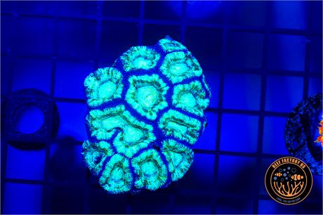 Malasian Acan Coral - WYSIWYG