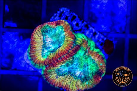 Rainbow Favia - WYSIWYG