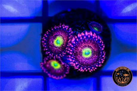 Halle Berry Zoanthids - WYSIWYG