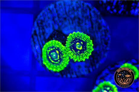 Exosphere Zoanthids - WYSIWYG