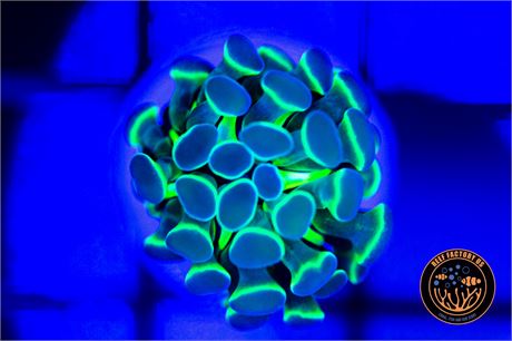 Hologram Hammer - WISYWIG