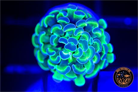 Hologram Hammer - WISYWIG