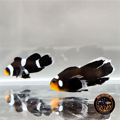 Black Misbar Longfin Clownfish Pair - WYSIWYG