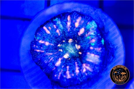 Aussie Ultra Pink Button Scoly - WYSIWYG