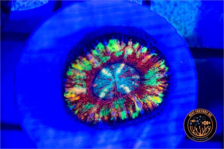 Aussie Master Button Scoly - WYSIWYG