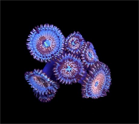 WYSIWYG White Zombie Zoanthids